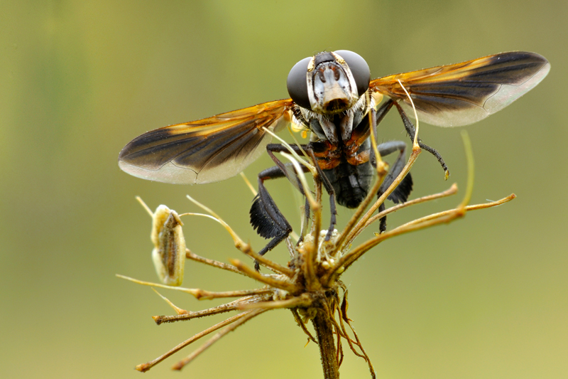 Trichopoda pictipennis (Tachinidae)